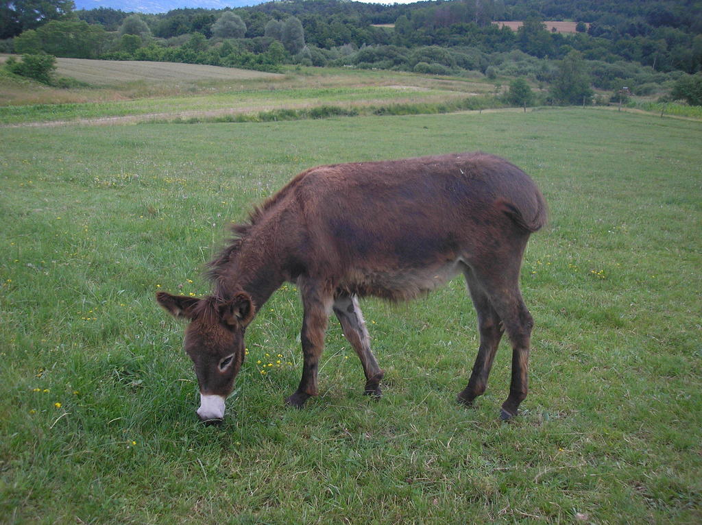 Hotel Agroturism Stara Stala Borut Esterno foto